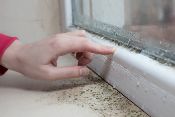 Trusted Jones, OK Mold Removal Experts