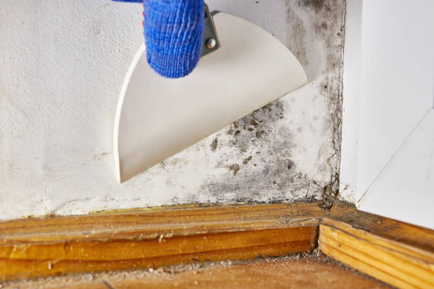 Best Mold Damage Restoration  in Jones, OK